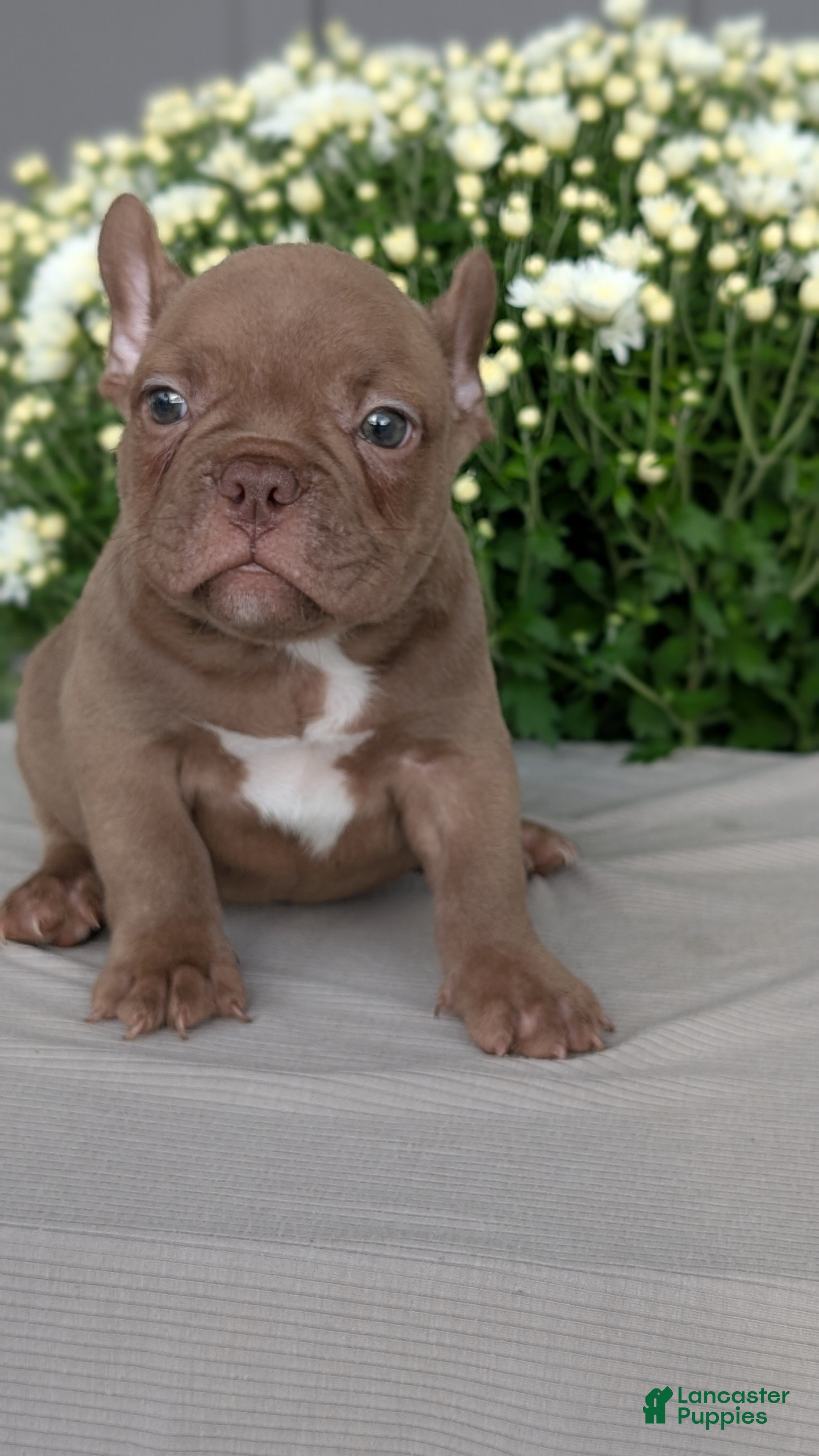Frenchton dogs Shiloh - Ad 2