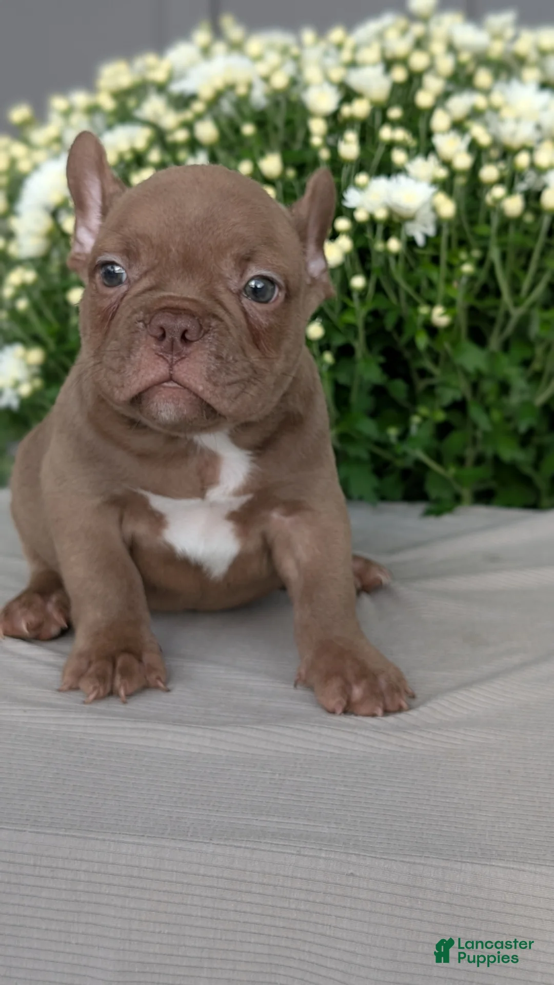 Frenchton dogs for sale: Shiloh - Ad 2