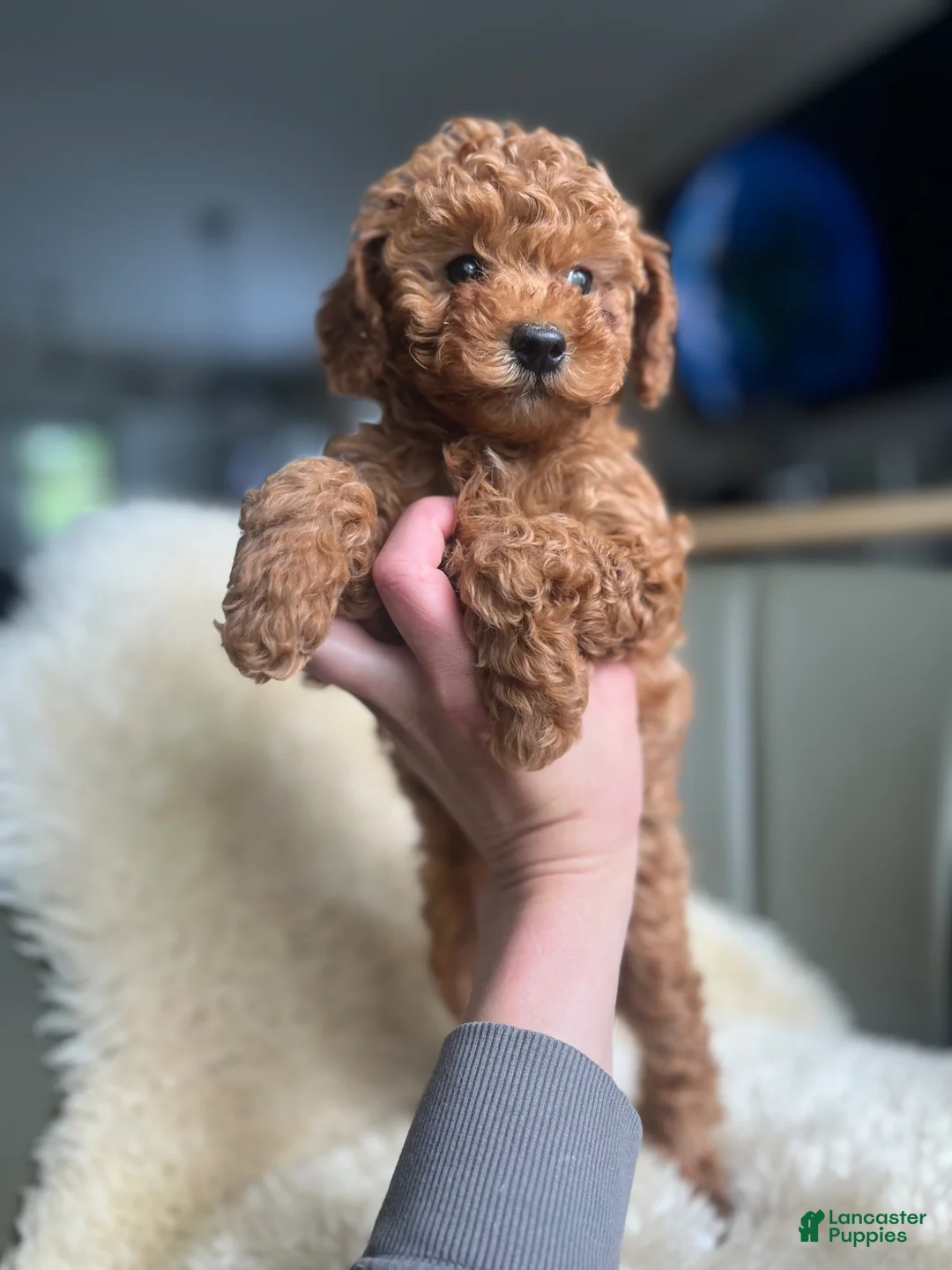 Miniature Poodle dogs for sale: Molly - Ad 3