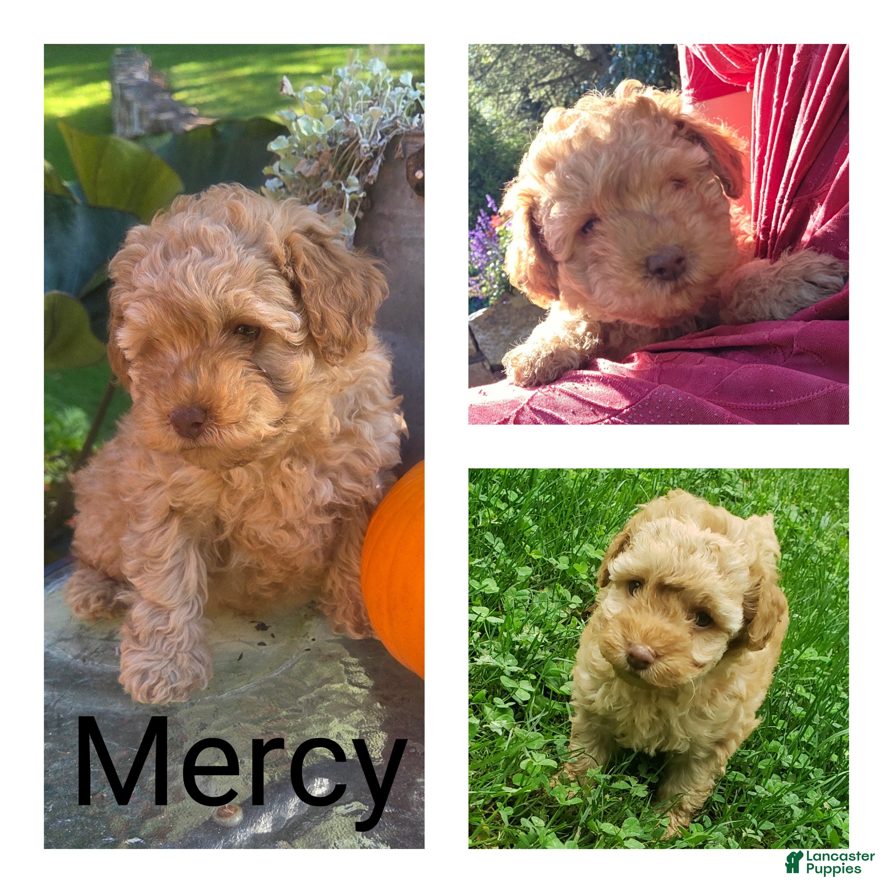 Cavapoo dogs for sale: Mercy - Ad 1