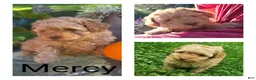 Cavapoo dogs for sale: Mercy - Ad 1