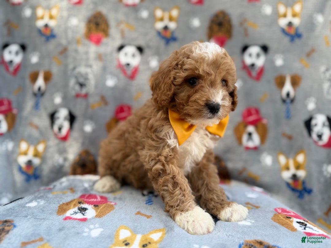 Cavapoo dogs for sale: Jag - Ad 3
