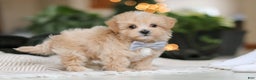 Maltipoo dogs for sale: Nevin - Ad 6
