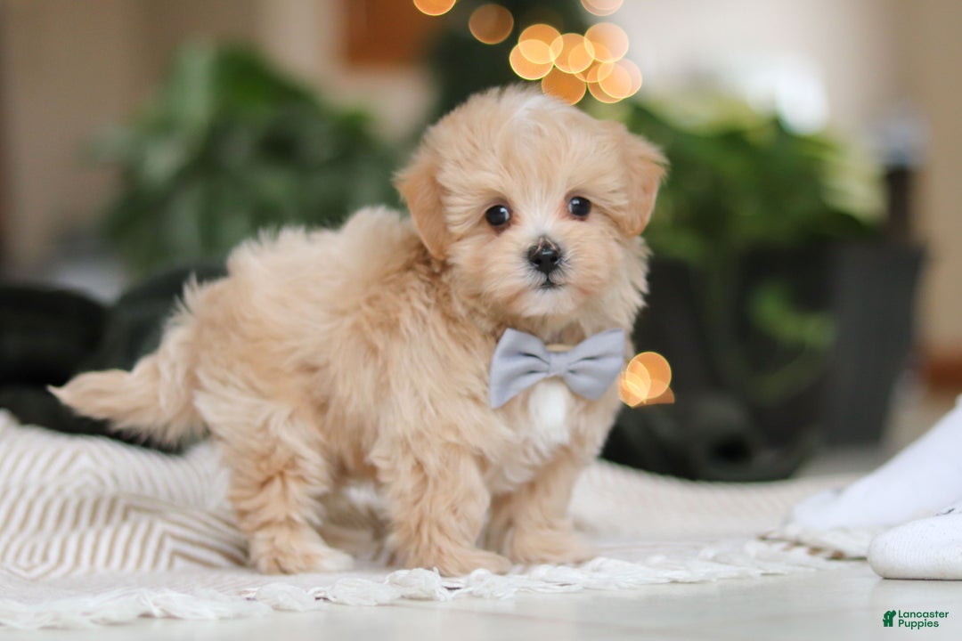 Maltipoo dogs for sale: Nevin - Ad 6