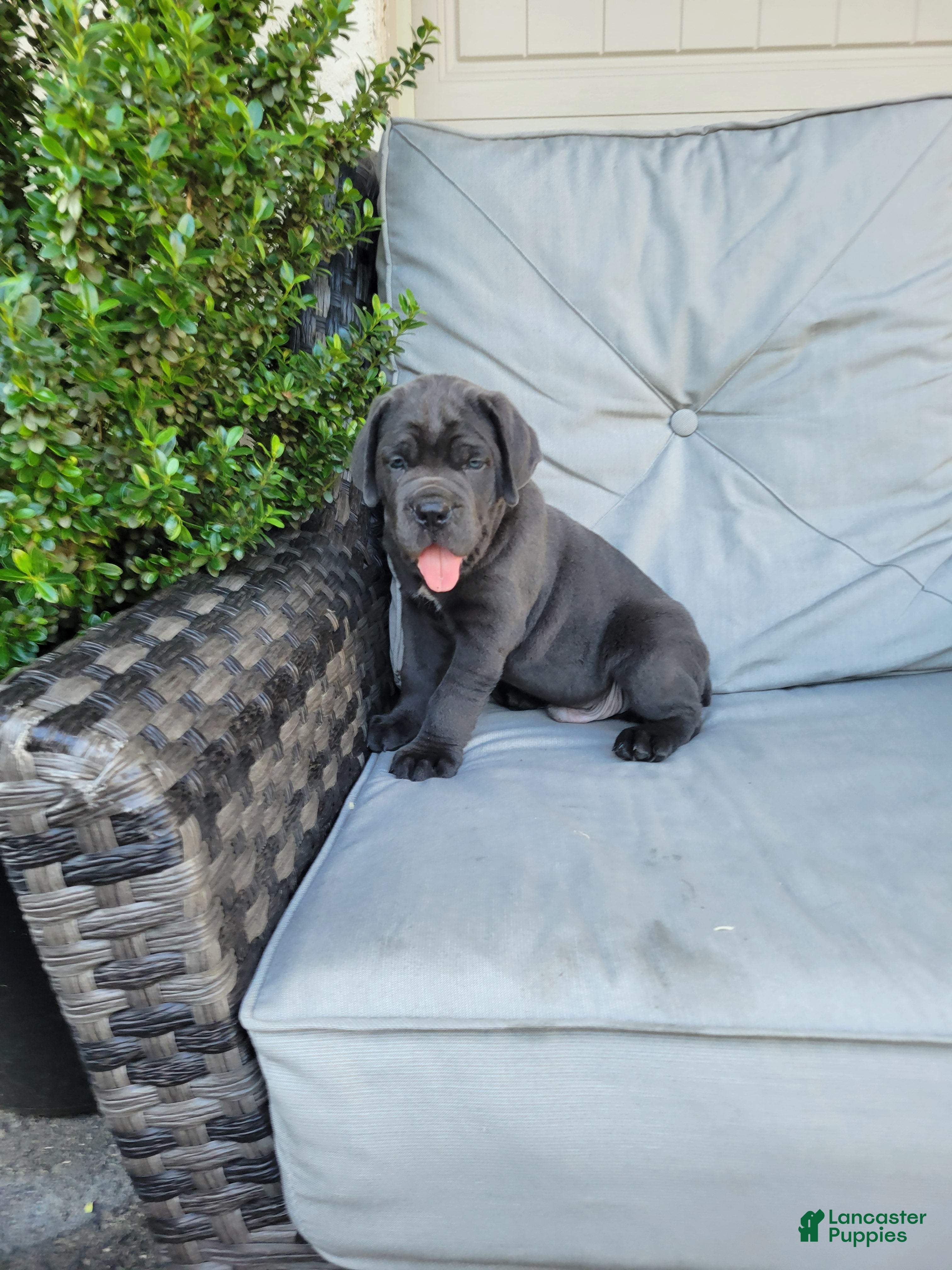 Cane Corso dogs Rocco - Ad 1