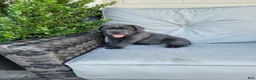 Cane Corso dogs for sale: Rocco - Ad 1