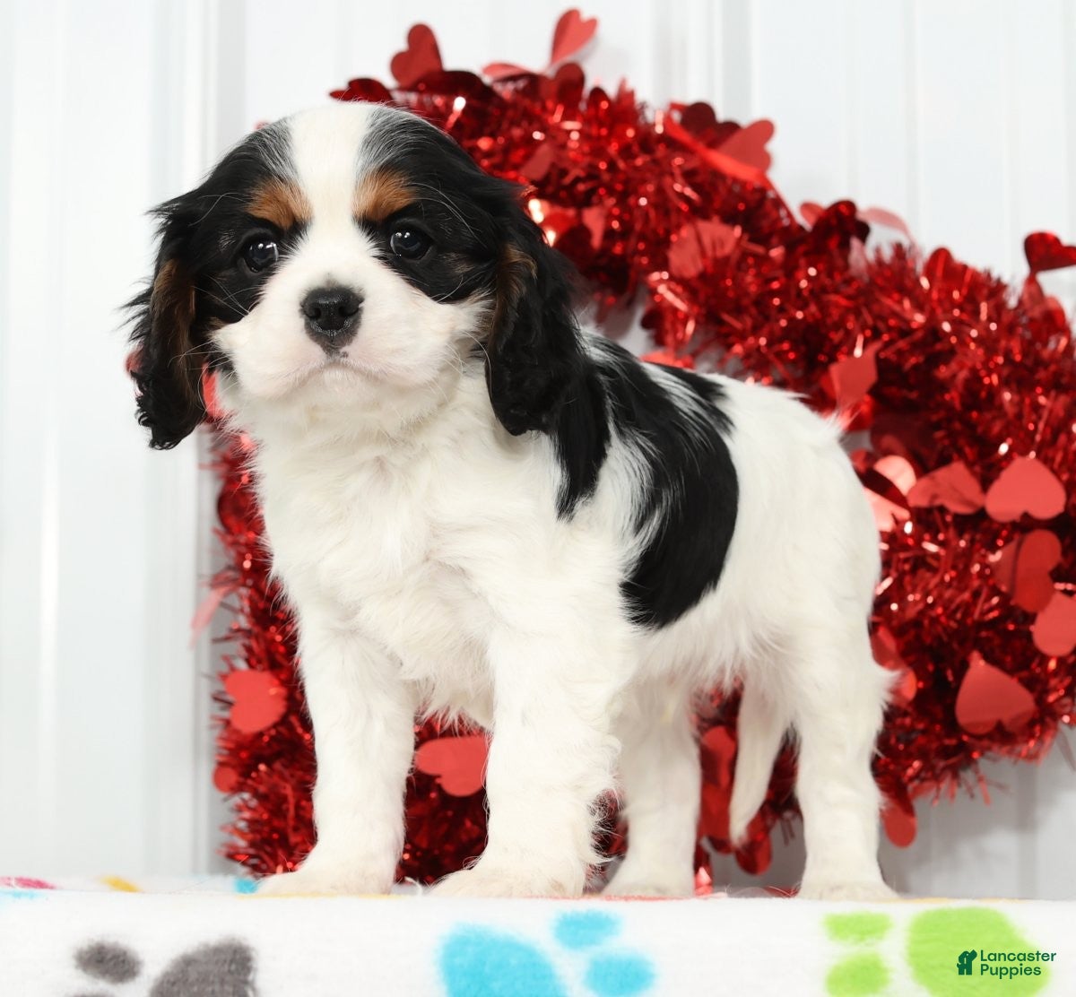 Cavalier King Charles Spaniel dogs Freddy - Ad 4