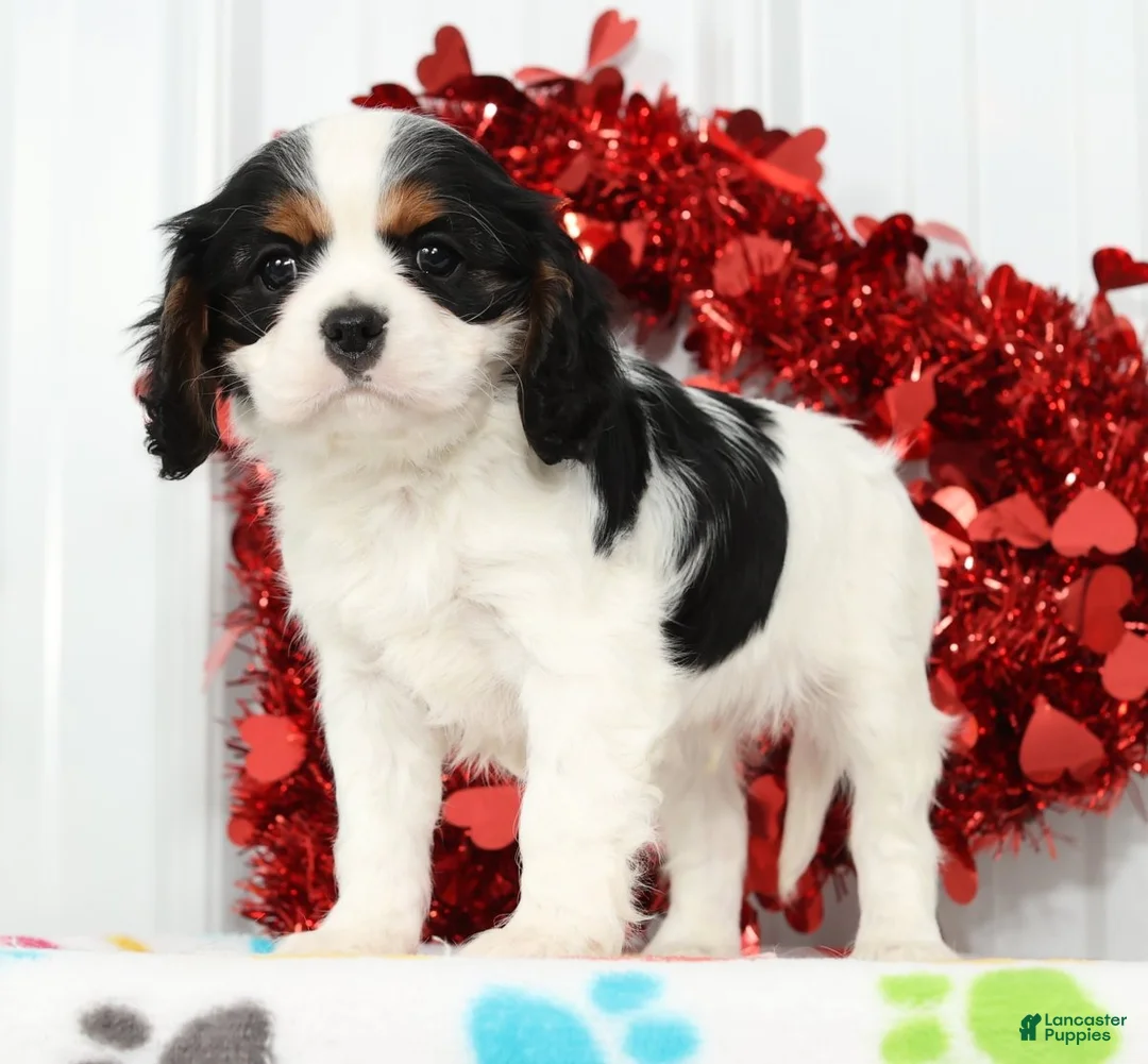 Cavalier King Charles Spaniel dogs for sale: Freddy - Ad 1