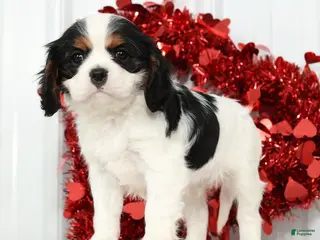 Cavalier King Charles Spaniel dogs Freddy - Ad 4