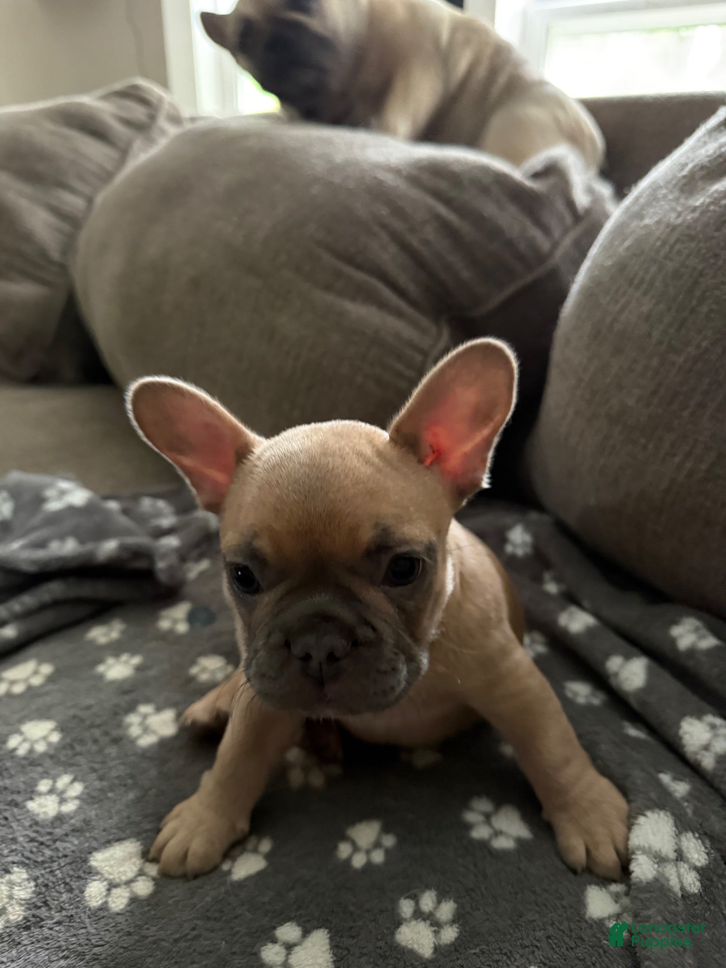 French Bulldog dogs Carmel  - Ad 2