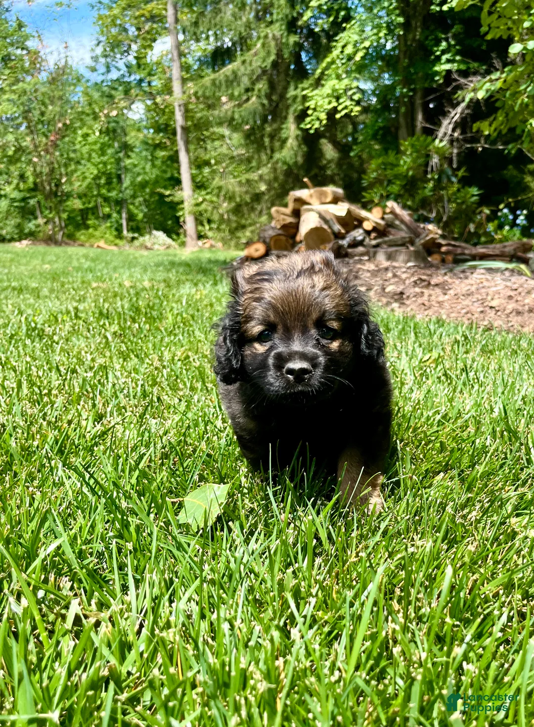 Mixed Breed dogs for sale: Lil Otter❤️AKC Cocker Spaniel🐾American Eskimo🐶15pds at Maturity - Ad 2