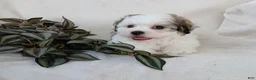 Teddy Bear dogs for sale: Cody - Ad 1