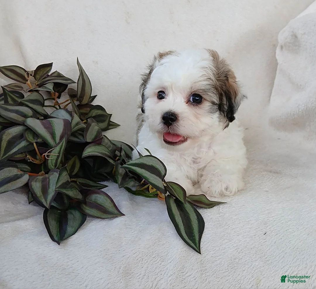 Teddy Bear dogs for sale: Cody - Ad 1