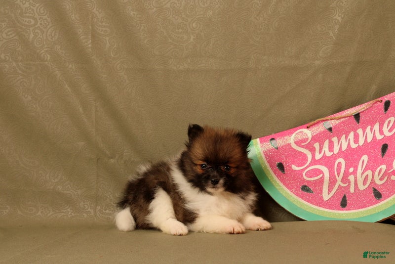 Pomeranian dogs Abdul - Ad 1