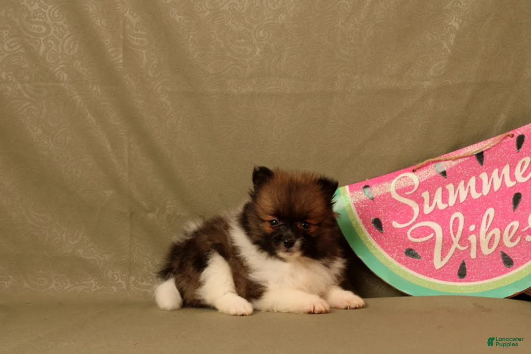 Pomeranian dogs for sale: Abdul - Ad 1