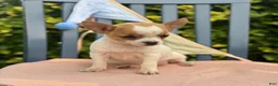 Chihuahua dogs for sale: Honey - Ad 18