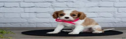 Cavalier King Charles Spaniel dogs for sale: Lana - Ad 4