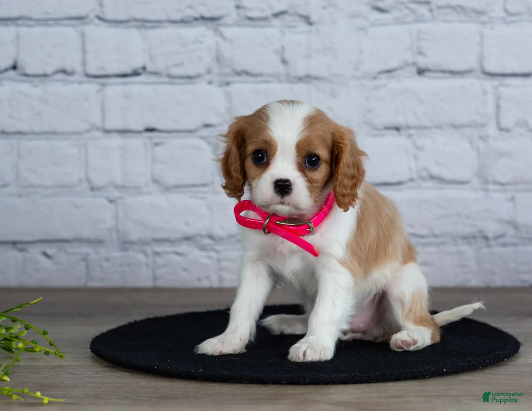 Cavalier King Charles Spaniel dogs for sale: Lana - Ad 4