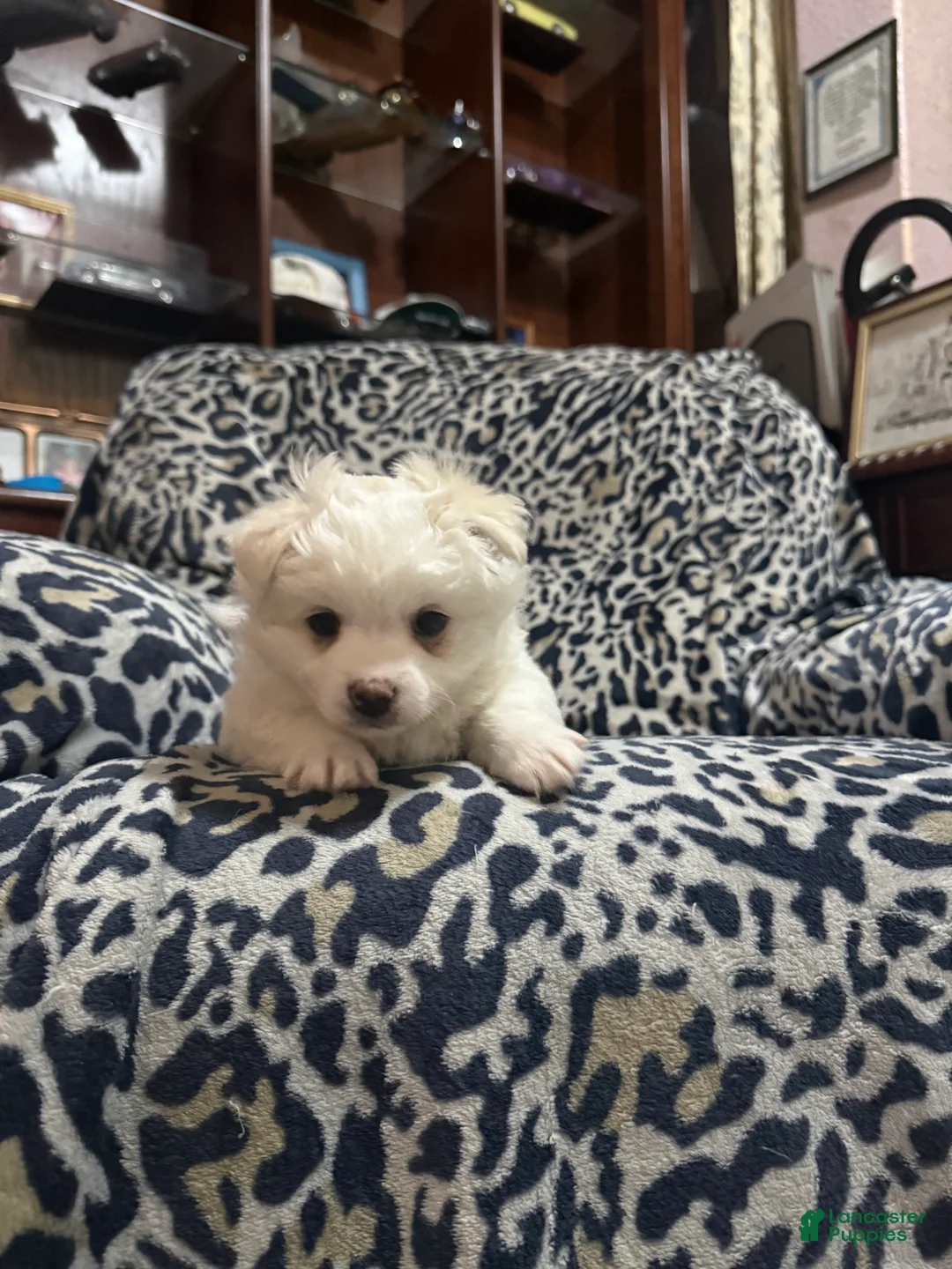 Maltipom dogs for sale: Maltipom Puppy 1 - Ad 1