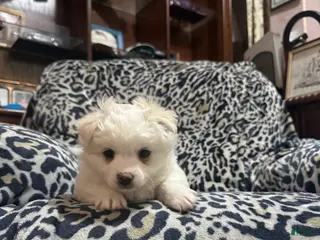 Maltipom dogs Maltipom Puppy 1 - Ad 1