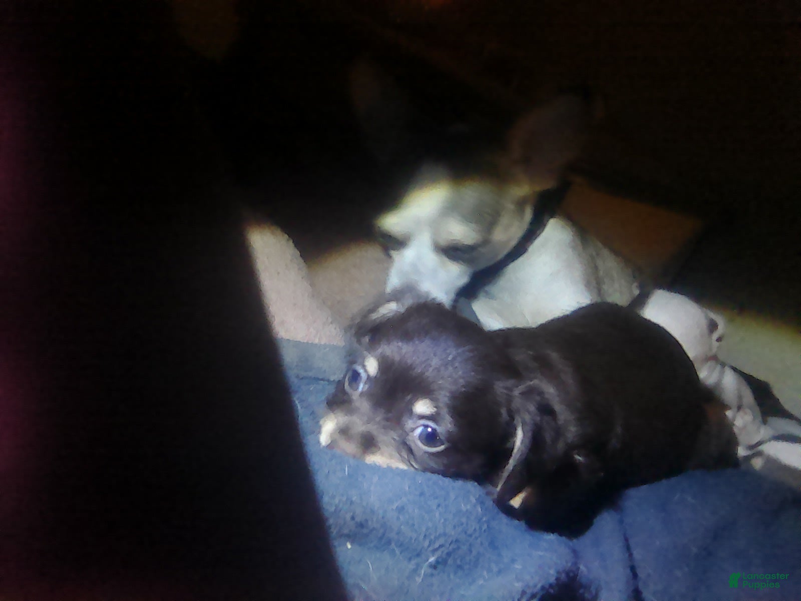 Chorkie dogs Bear - Ad 2