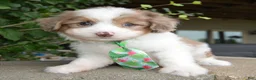 Mini Aussiedoodle dogs for sale: Mini Arlo - Ad 3