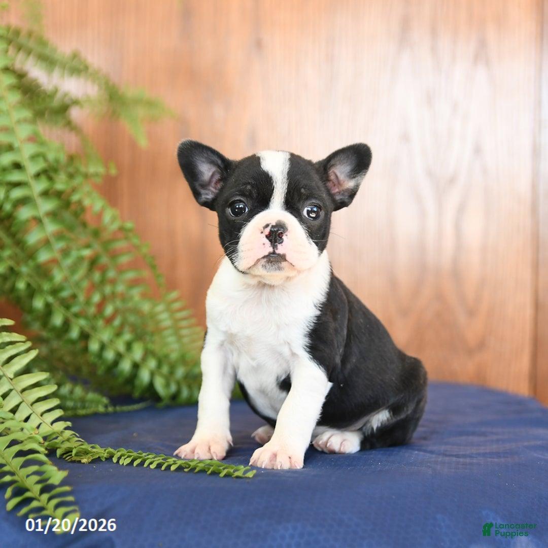 Frenchton dogs for sale: Lorrie - Ad 2