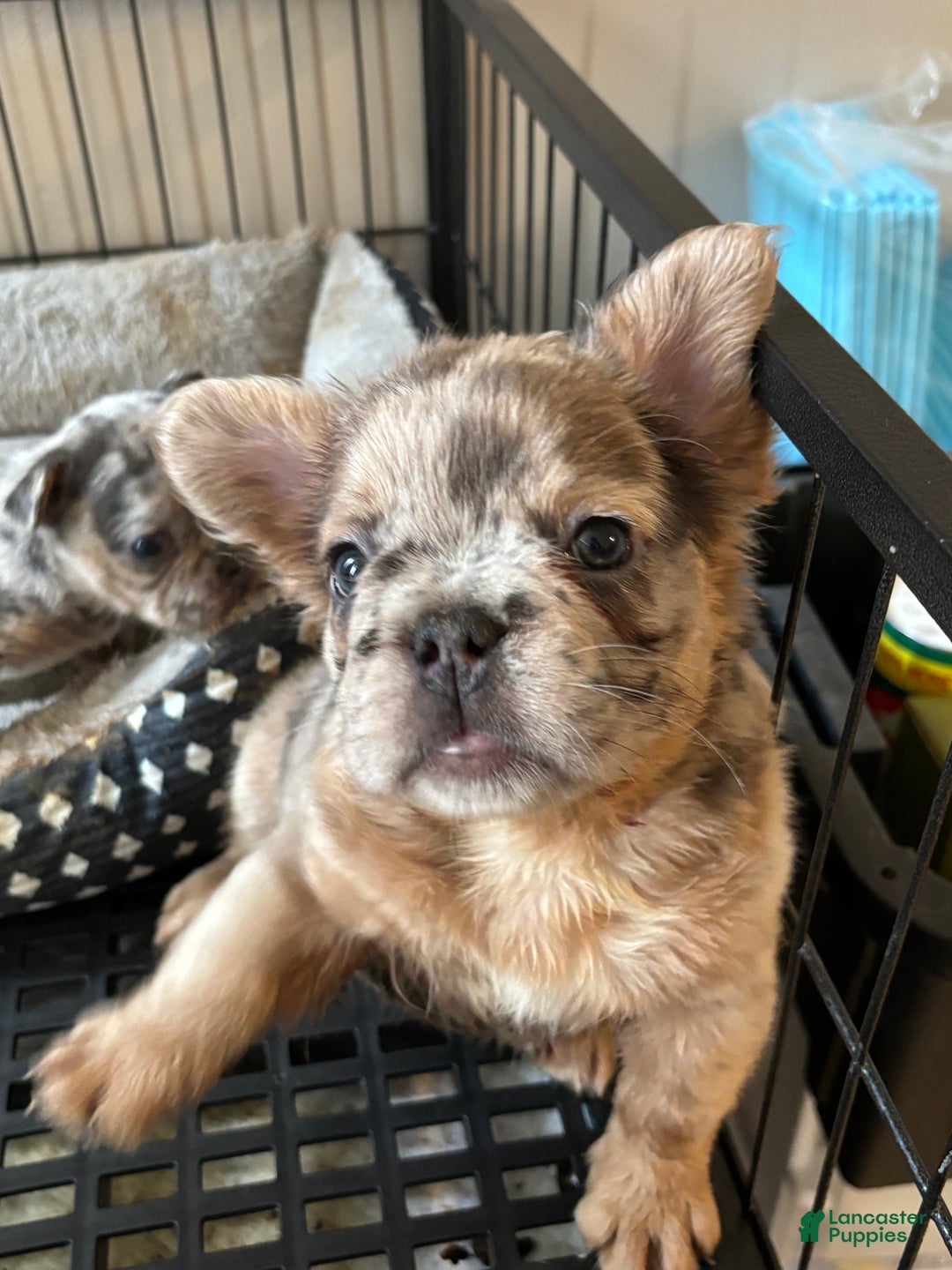 French Bulldog dogs for sale: French Bulldog Puppy  - Ad 3