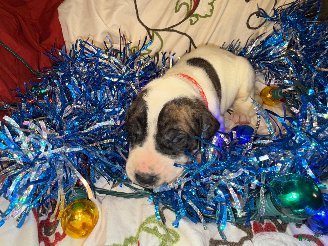 Great Dane dogs for sale: Howard - Ad 40