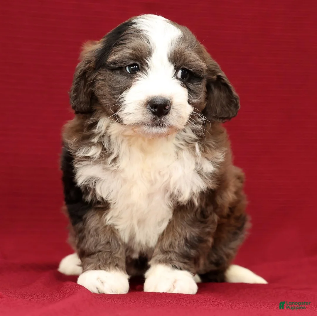 Mini Bernedoodle dogs for sale: Olive - Ad 5
