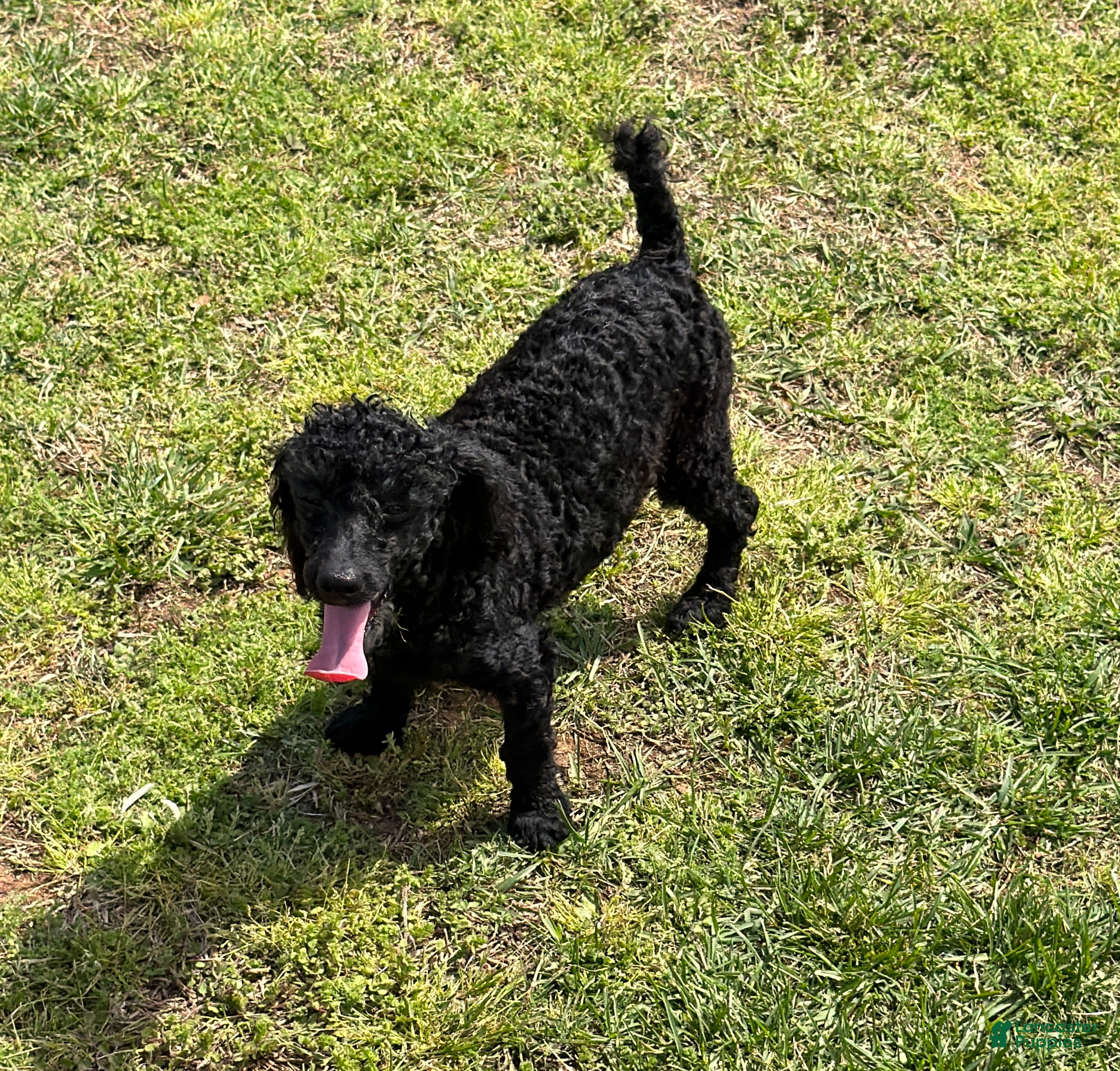 Toy Poodle dogs Prince - Ad 9