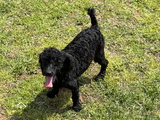 Toy Poodle dogs Prince - Ad 9