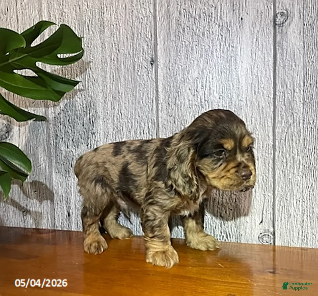 Cocker Spaniel dogs for sale: Asher - Ad 2