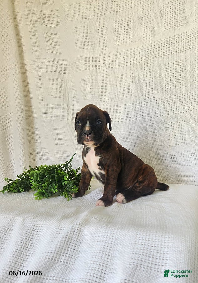 Boxer dogs Clara - Ad 2