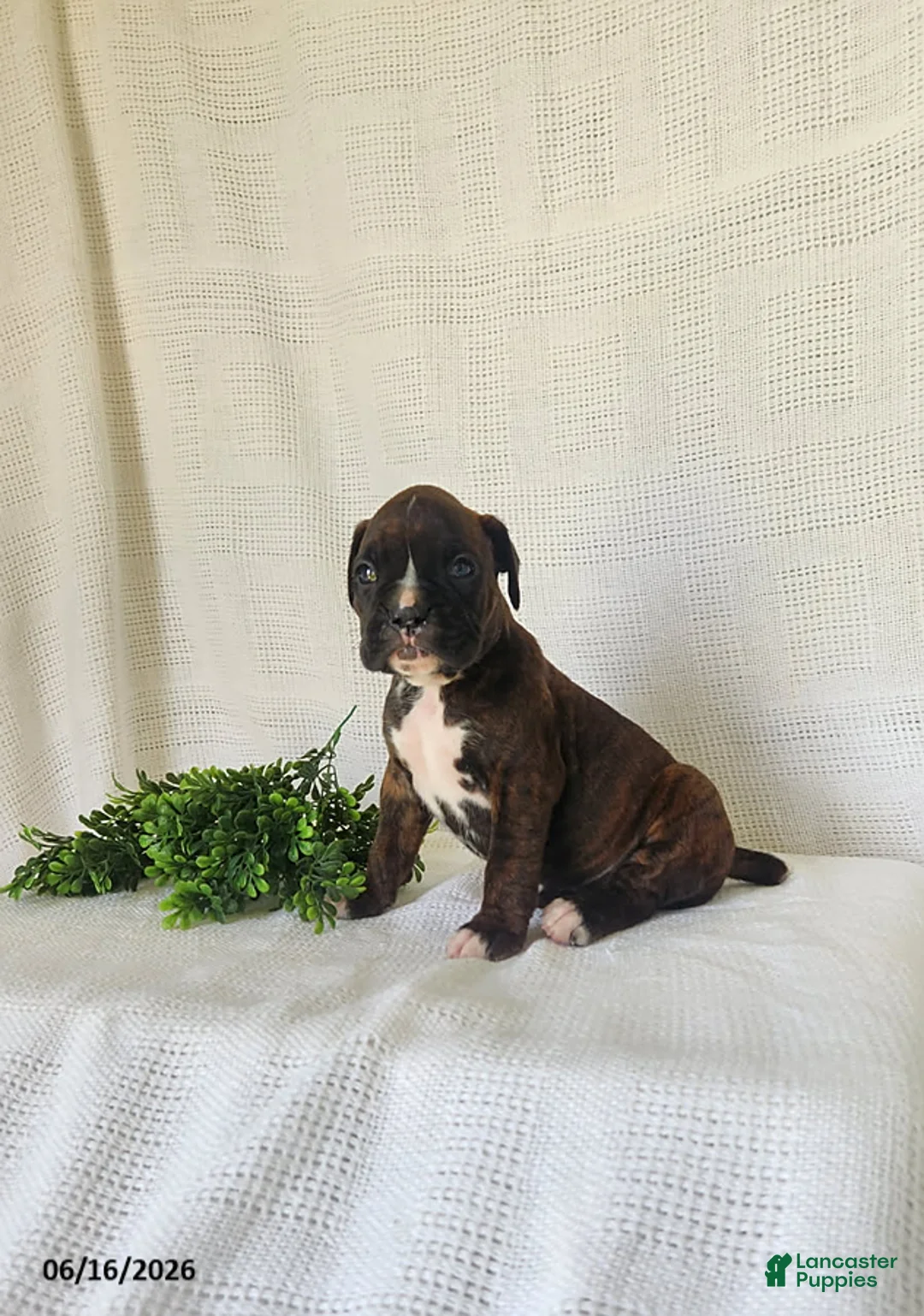 Boxer dogs for sale: Clara - Ad 2