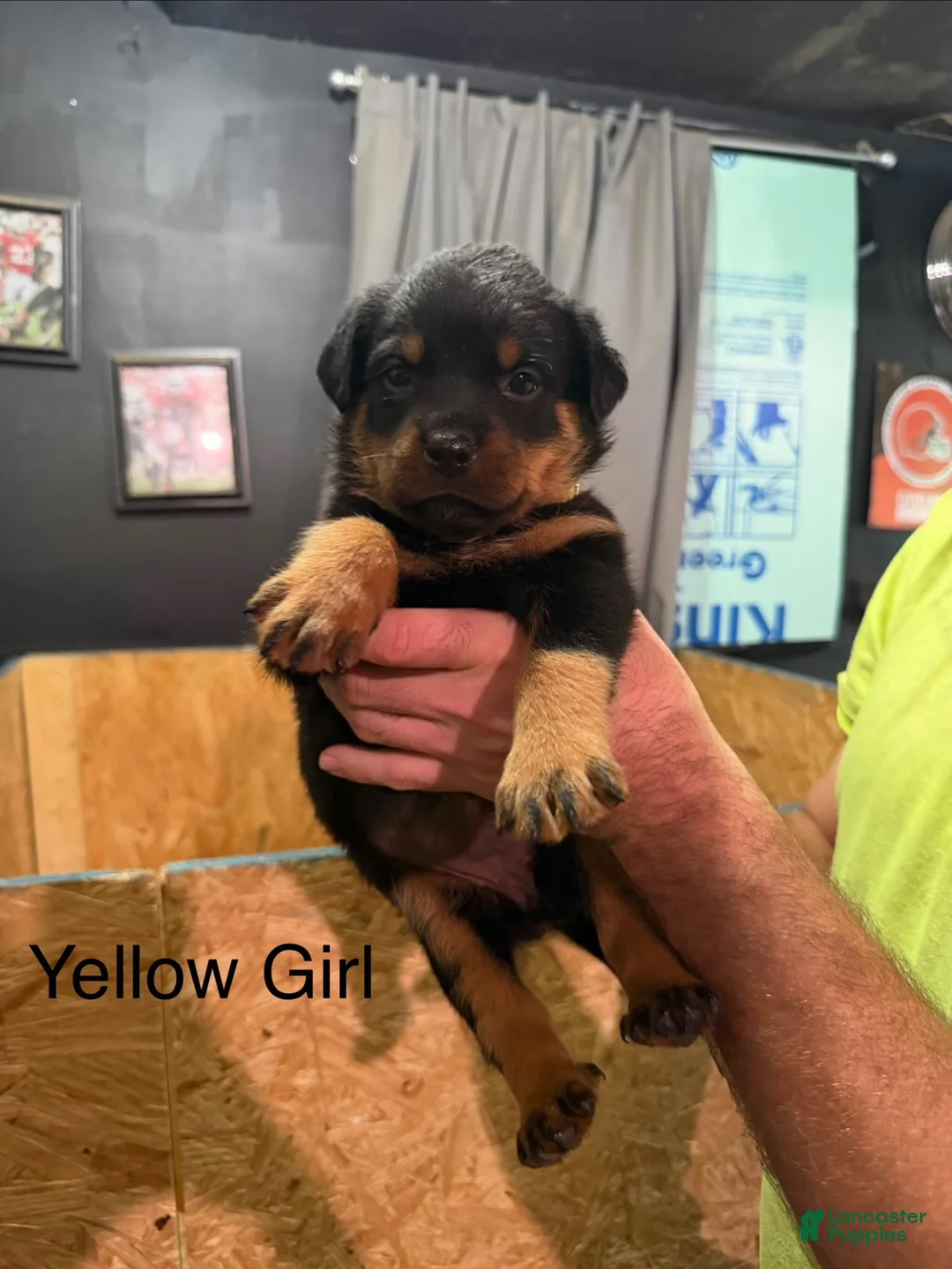 Rottweiler dogs for sale: Rottweiler 4 - Ad 1