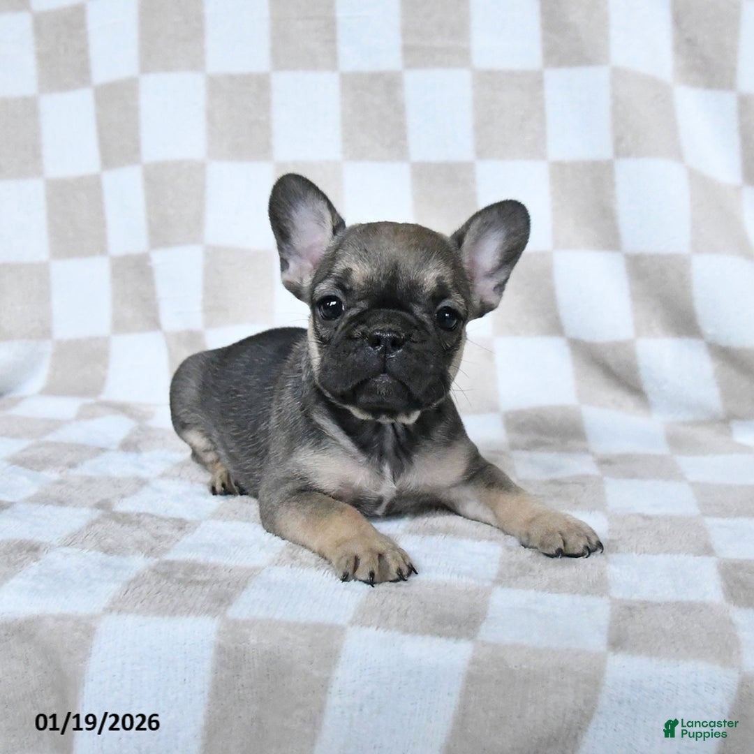 French Bulldog dogs for sale: Hannah - Ad 4
