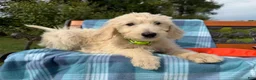 Labradoodle dogs for sale: Sage (Girl) - Ad 5