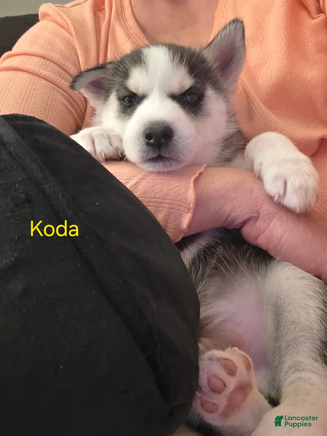 Siberian Husky dogs for sale: Koda - Ad 6