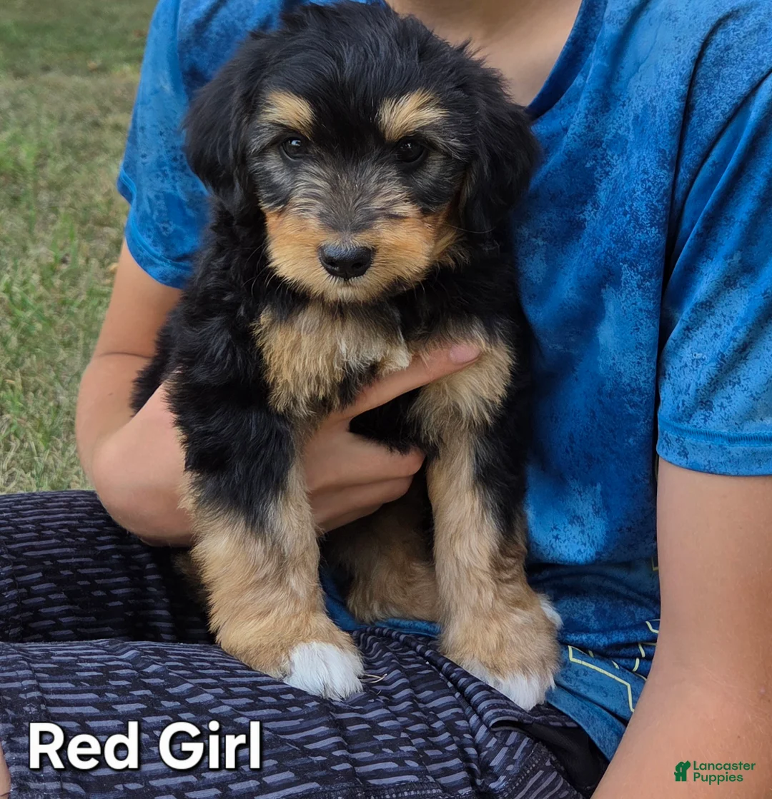 Bernedoodle dogs for sale: Red Girl - Ad 1