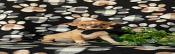Chihuahua dogs for sale: Dantel - Ad 4