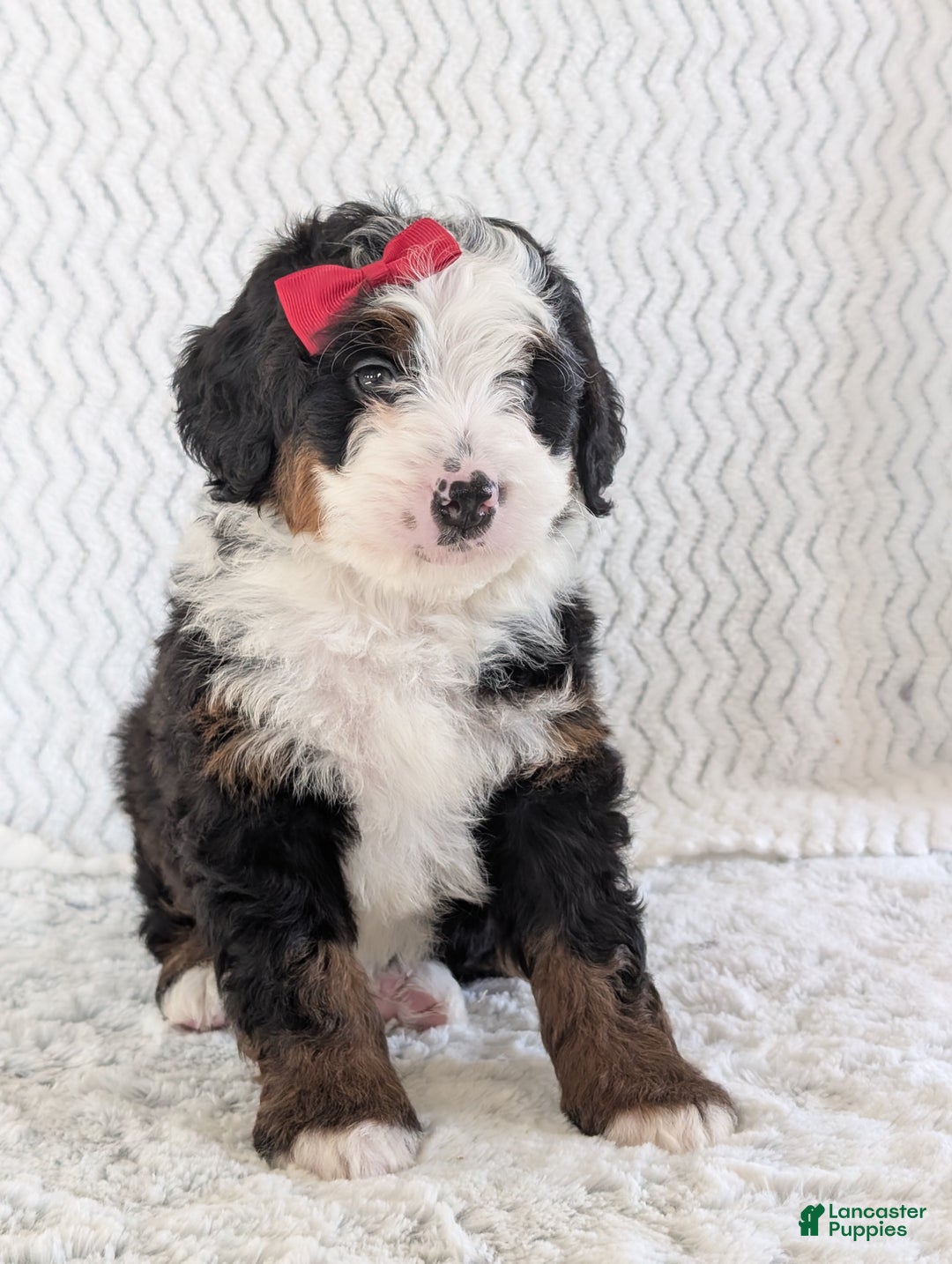 Mini Bernedoodle dogs for sale: Mini Jamie  - Ad 12
