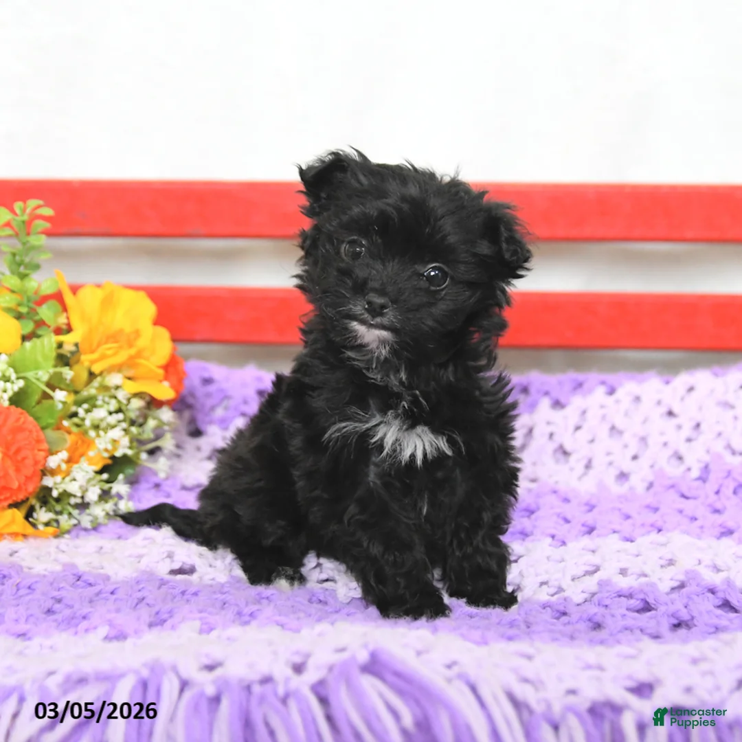 Chipoo dogs for sale: Minnie - Ad 1