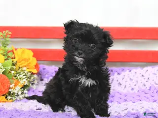 Chipoo dogs for sale: Minnie - Ad 3