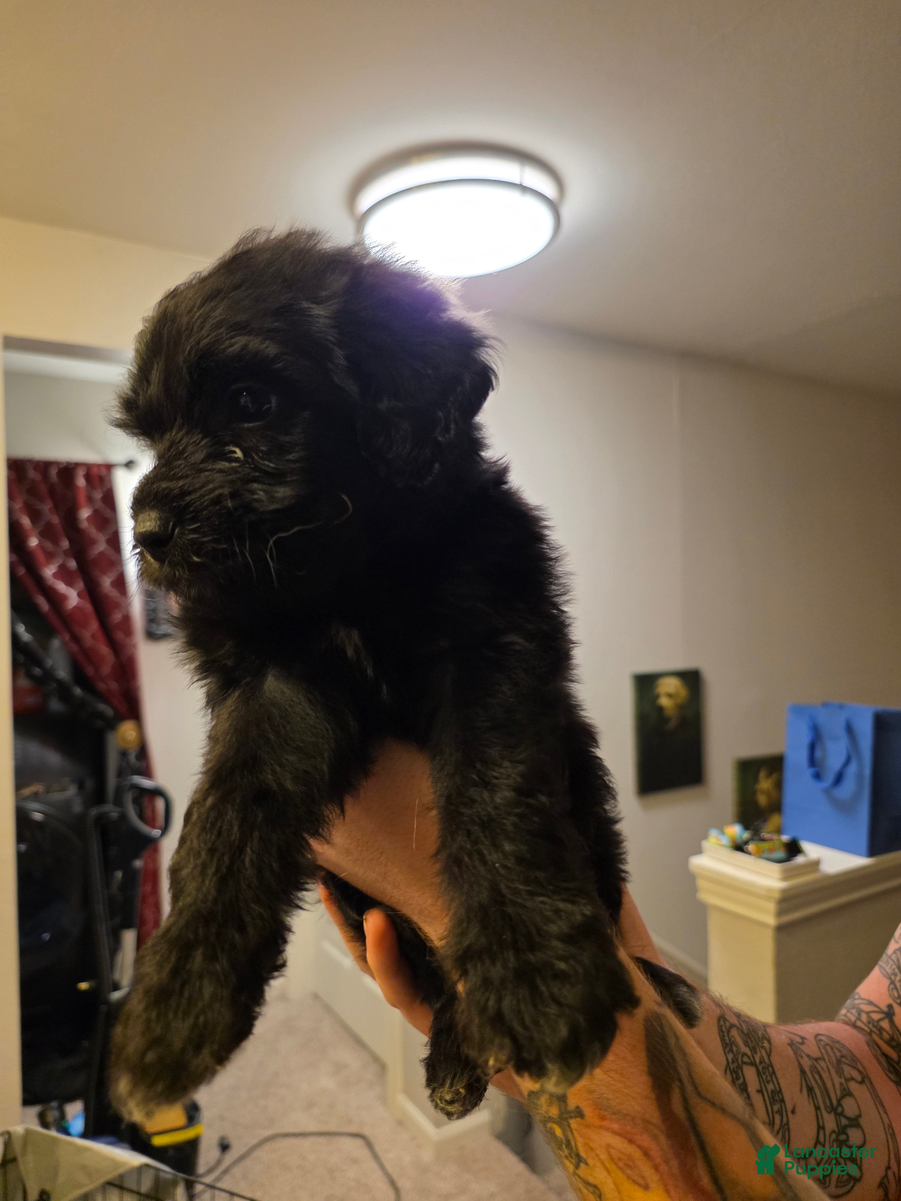 Mixed Breed dogs Hendrix - Ad 18