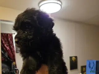 Mixed Breed dogs Hendrix - Ad 18