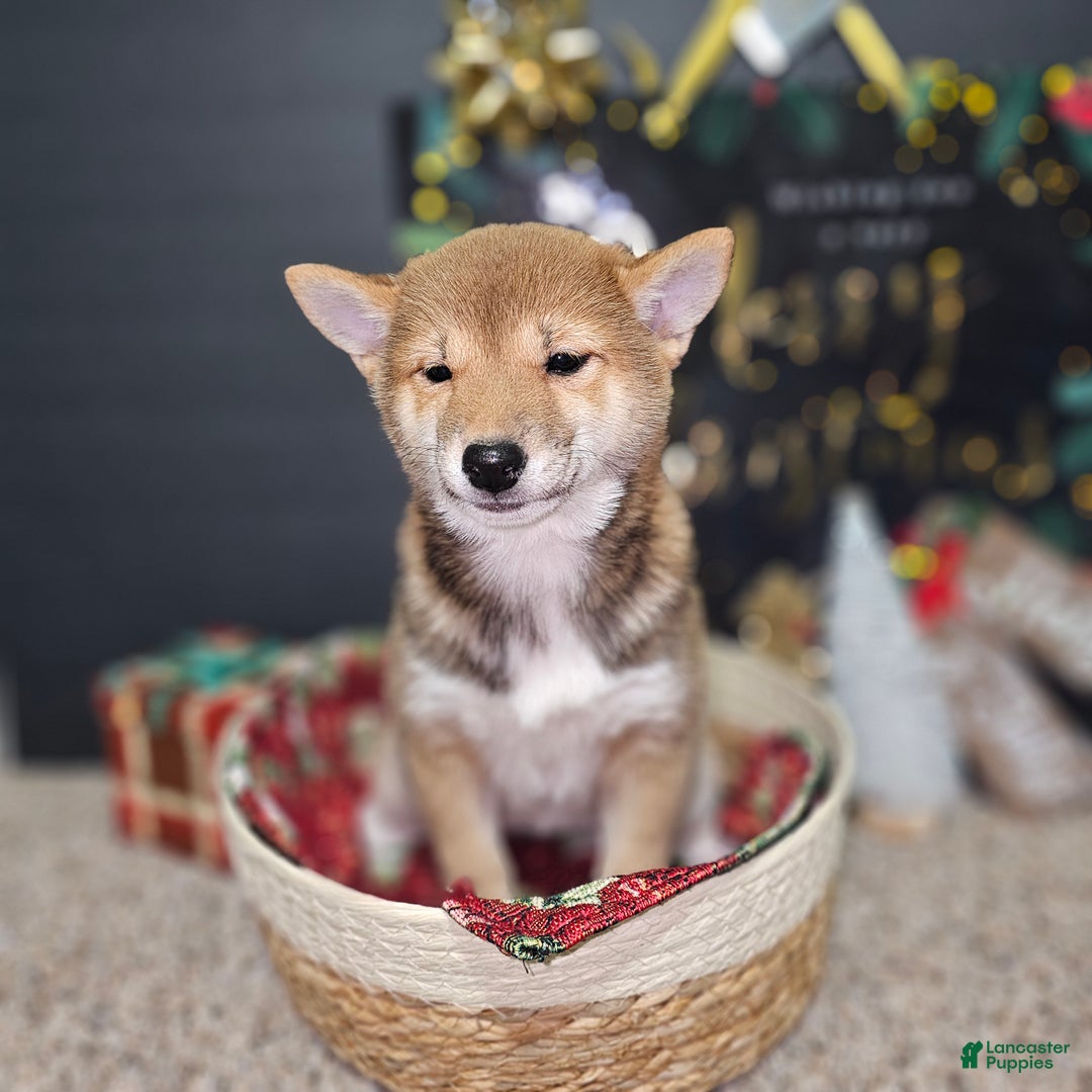 Shiba Inu dogs for sale: Mika - Ad 6