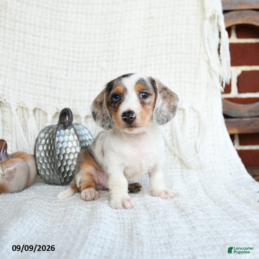 Miniature Dachshund dogs Shark  - Ad 1