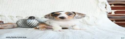 Miniature Dachshund dogs for sale: Shark  - Ad 1