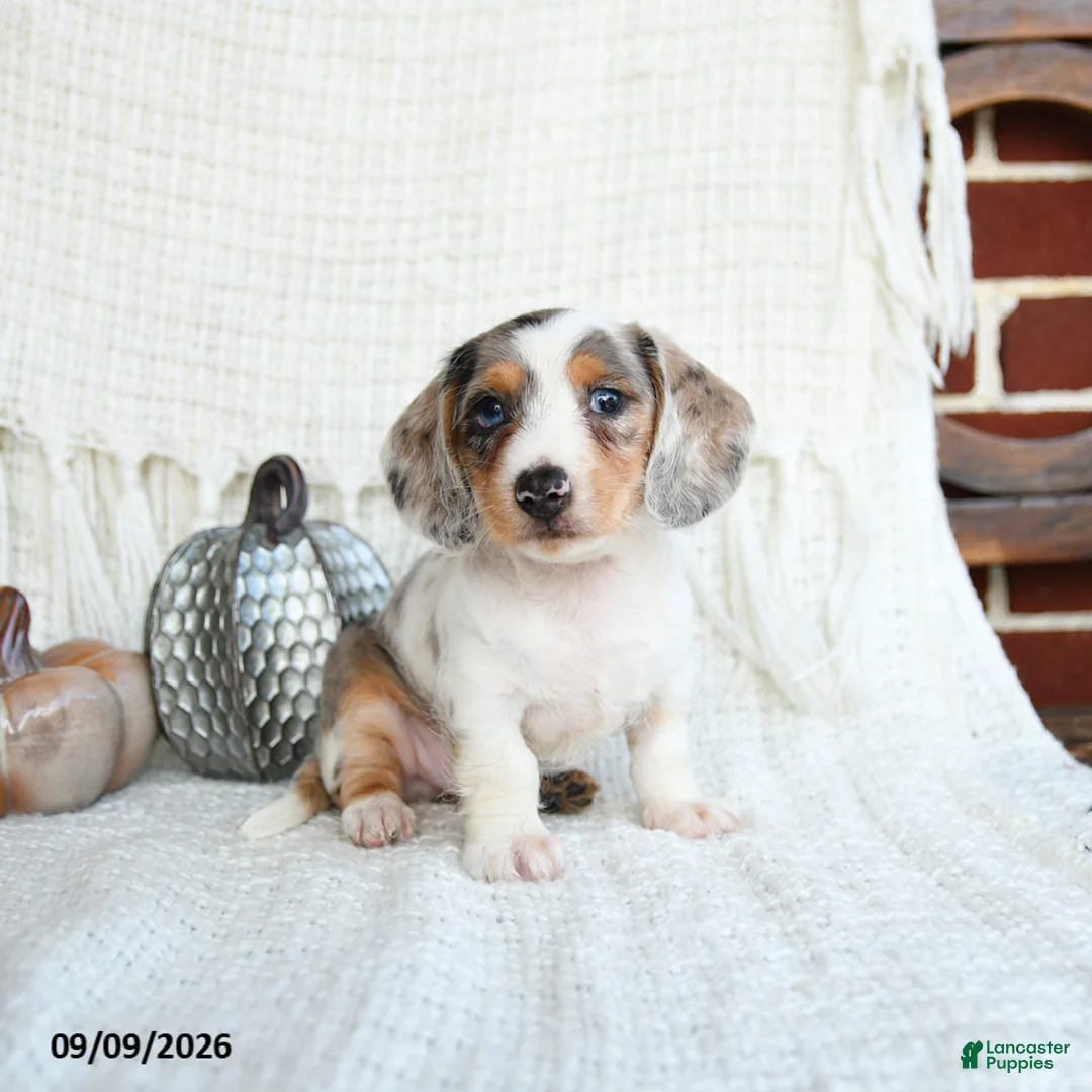 Miniature Dachshund dogs for sale: Shark  - Ad 1